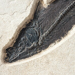 Giant Notogoneus Fish Fossil Plate