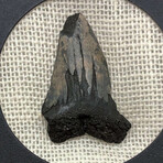 Genuine Megalodon Shark Tooth In Display Box