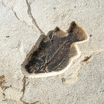 Giant Diplomytus + Cockerellites Fish Fossil Plate