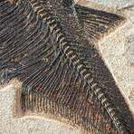 Giant Diplomytus + Cockerellites Fish Fossil Plate