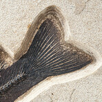 Giant Notogoneus Fish Fossil Plate