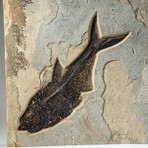 Giant Diplomytus Fish Fossil Plate