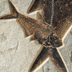 Giant Diplomytus Fish Fossil Plate