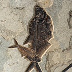 Giant Diplomytus Fish Fossil Plate