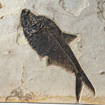 Giant Diplomytus + Cockerellites Fish Fossil Plate