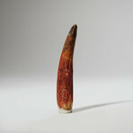 Genuine Spinosaurus Tooth In Display Box // Ver. 2