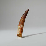 Genuine Spinosaurus Tooth In Display Box // Ver. 1