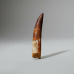 Genuine Spinosaurus Tooth In Display Box // Ver. 1