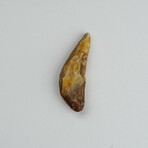 Genuine Mosasaur Tooth In Display Box // Ver. 3
