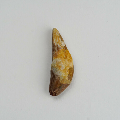 Genuine Mosasaur Tooth In Display Box // Ver. 3