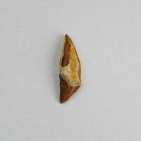 Genuine Mosasaur Tooth In Display Box // Ver. 2