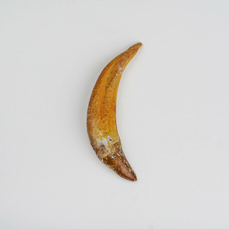 Genuine Mosasaur Tooth In Display Box // Ver. 1
