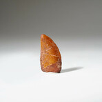 Genuine Carcharodontosaurus Tooth In Display Box // Ver. 1