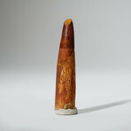 Genuine Spinosaurus Tooth In Display Box // Ver. 3