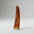 Genuine Spinosaurus Tooth In Display Box // Ver. 3