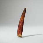 Genuine Spinosaurus Tooth In Display Box // Ver. 2