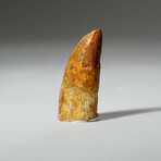 Genuine Carcharodontosaurus Tooth In Display Box // Ver. 4