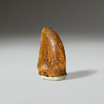 Genuine Carcharodontosaurus Tooth In Display Box // Ver. 3