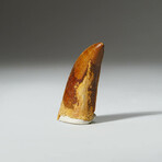 Genuine Carcharodontosaurus Tooth In Display Box // Ver. 2