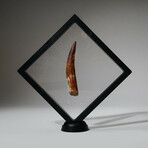 Genuine Spinosaurus Tooth In Display Box // Ver. 1