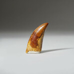 Genuine Carcharodontosaurus Tooth In Display Box // Ver. 2