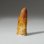 Genuine Carcharodontosaurus Tooth In Display Box // Ver. 4