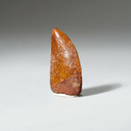 Genuine Carcharodontosaurus Tooth In Display Box // Ver. 1