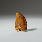 Genuine Carcharodontosaurus Tooth In Display Box // Ver. 3