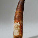 Genuine Spinosaurus Tooth In Display Box // Ver. 1