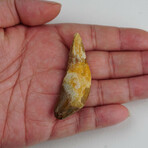 Genuine Mosasaur Tooth In Display Box // Ver. 3