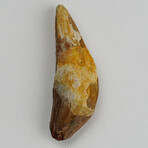 Genuine Mosasaur Tooth In Display Box // Ver. 3