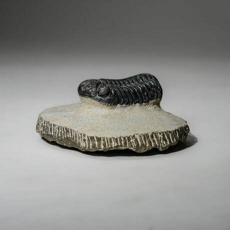 Genuine Asaphus Intermedius Trilobite In Matrix // Ver. 5