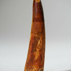 Genuine Spinosaurus Tooth In Display Box // Ver. 3