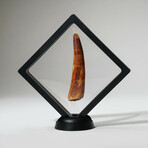 Genuine Spinosaurus Tooth In Display Box // Ver. 3