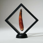 Genuine Spinosaurus Tooth In Display Box // Ver. 2