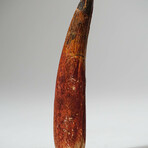 Genuine Spinosaurus Tooth In Display Box // Ver. 2