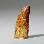 Genuine Carcharodontosaurus Tooth In Display Box // Ver. 4