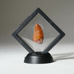 Genuine Carcharodontosaurus Tooth In Display Box // Ver. 1