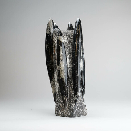 Genuine Orthoceras Fossil Tower // Ver. 1