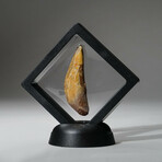 Genuine Mosasaur Tooth In Display Box // Ver. 3