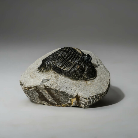 Genuine Asaphus Intermedius Trilobite In Matrix // Ver. 4