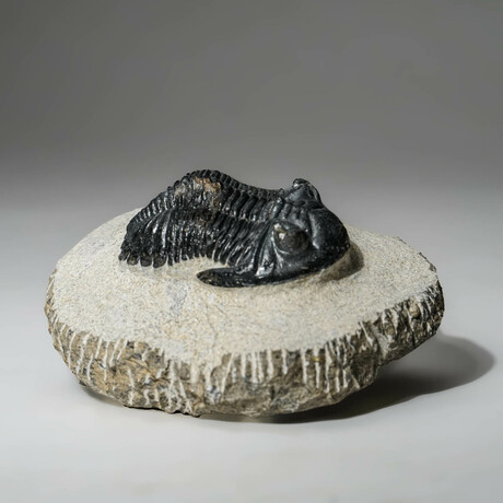 Genuine Asaphus Intermedius Trilobite In Matrix // Ver. 3