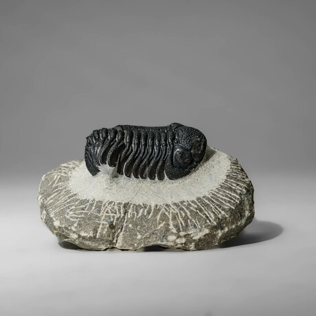 Genuine Asaphus Intermedius Trilobite In Matrix // Ver. 2