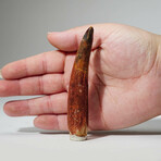 Genuine Spinosaurus Tooth In Display Box // Ver. 2