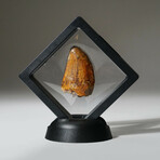 Genuine Carcharodontosaurus Tooth In Display Box // Ver. 3