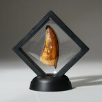 Genuine Carcharodontosaurus Tooth In Display Box // Ver. 2