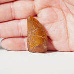 Genuine Carcharodontosaurus Tooth In Display Box // Ver. 1