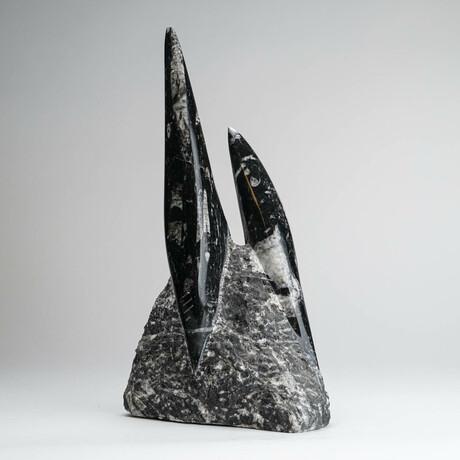 Genuine Orthoceras Fossil Tower // Ver. 3