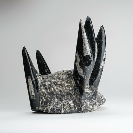 Genuine Orthoceras Fossil Tower // Ver. 2