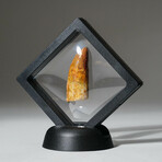 Genuine Carcharodontosaurus Tooth In Display Box // Ver. 4